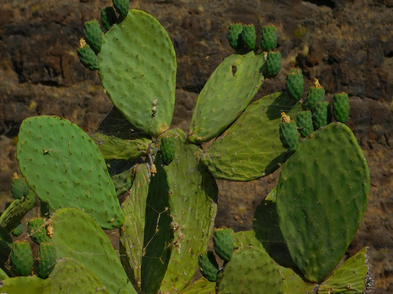 cactus green colors free photo