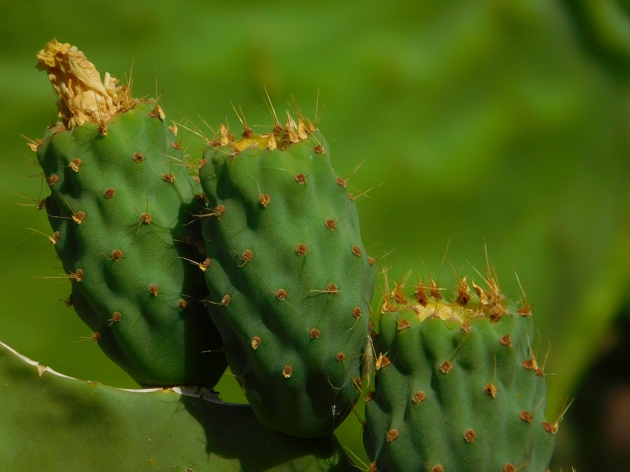 cactus green colors free photo