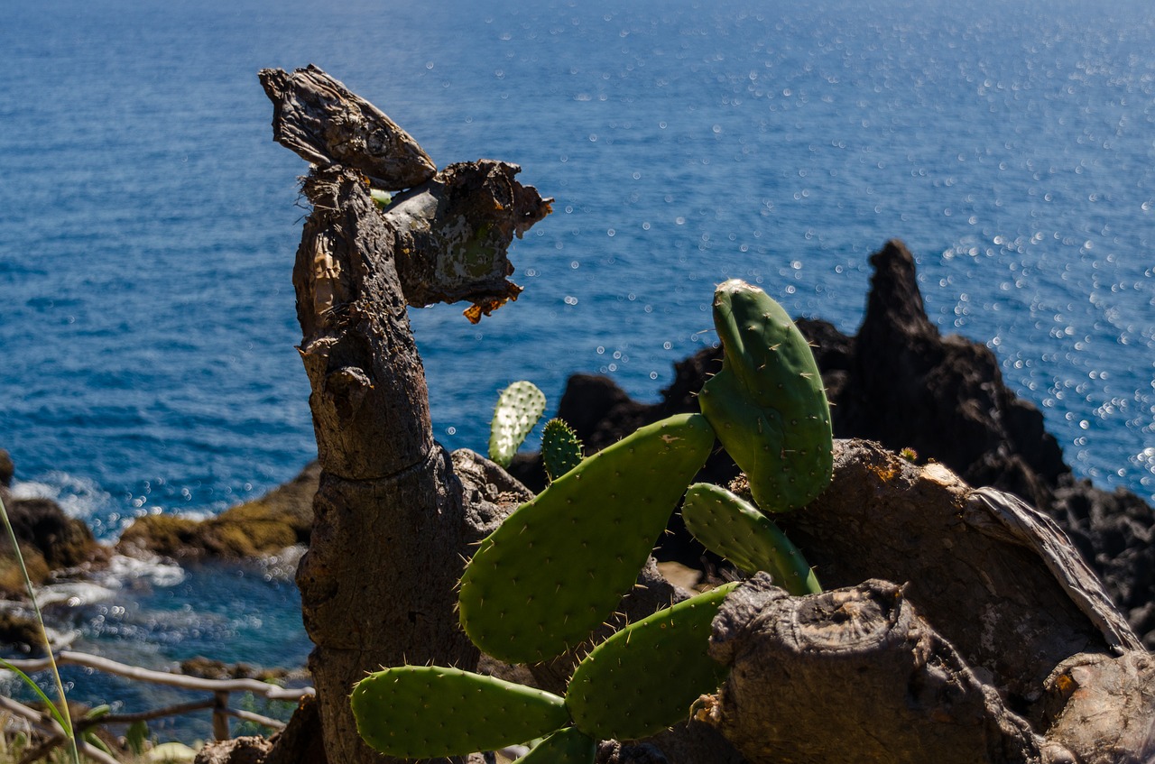 cactus cliff sea free photo