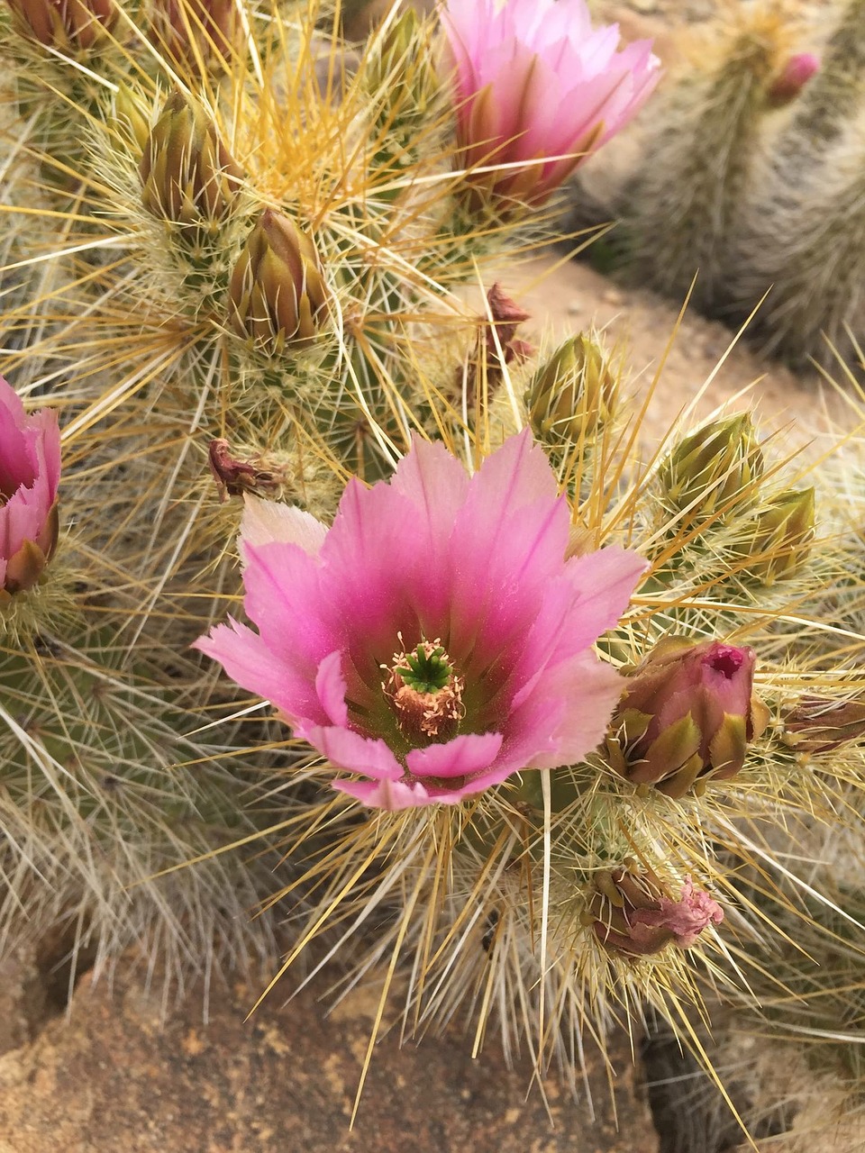 cactus grief thorny free photo