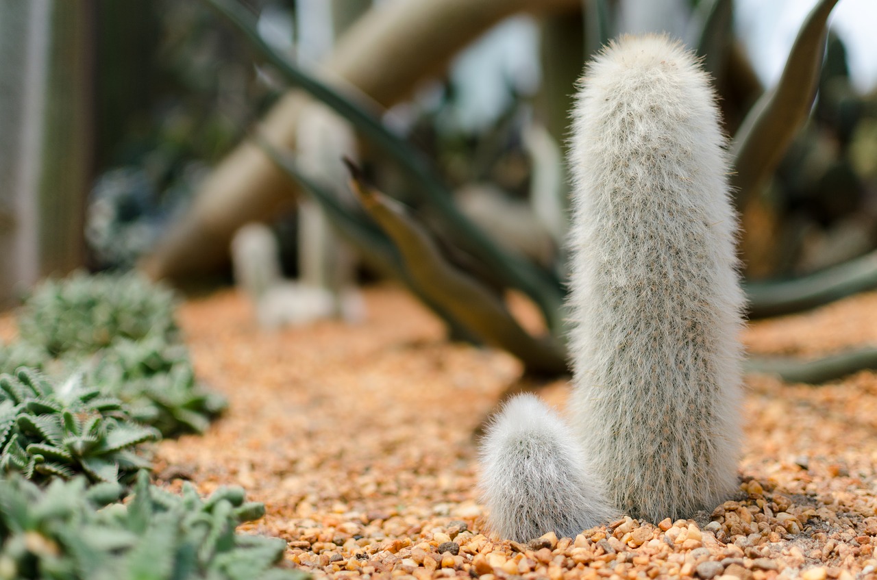 cactus gardens by the bay flower free photo