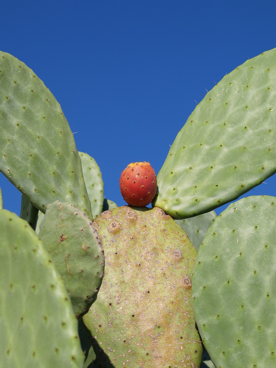 cactus green red free photo