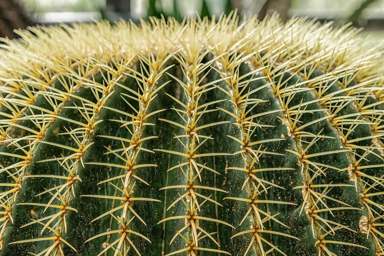 cactus sting prickly free photo