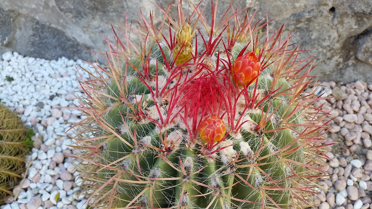 cactus flower august free photo