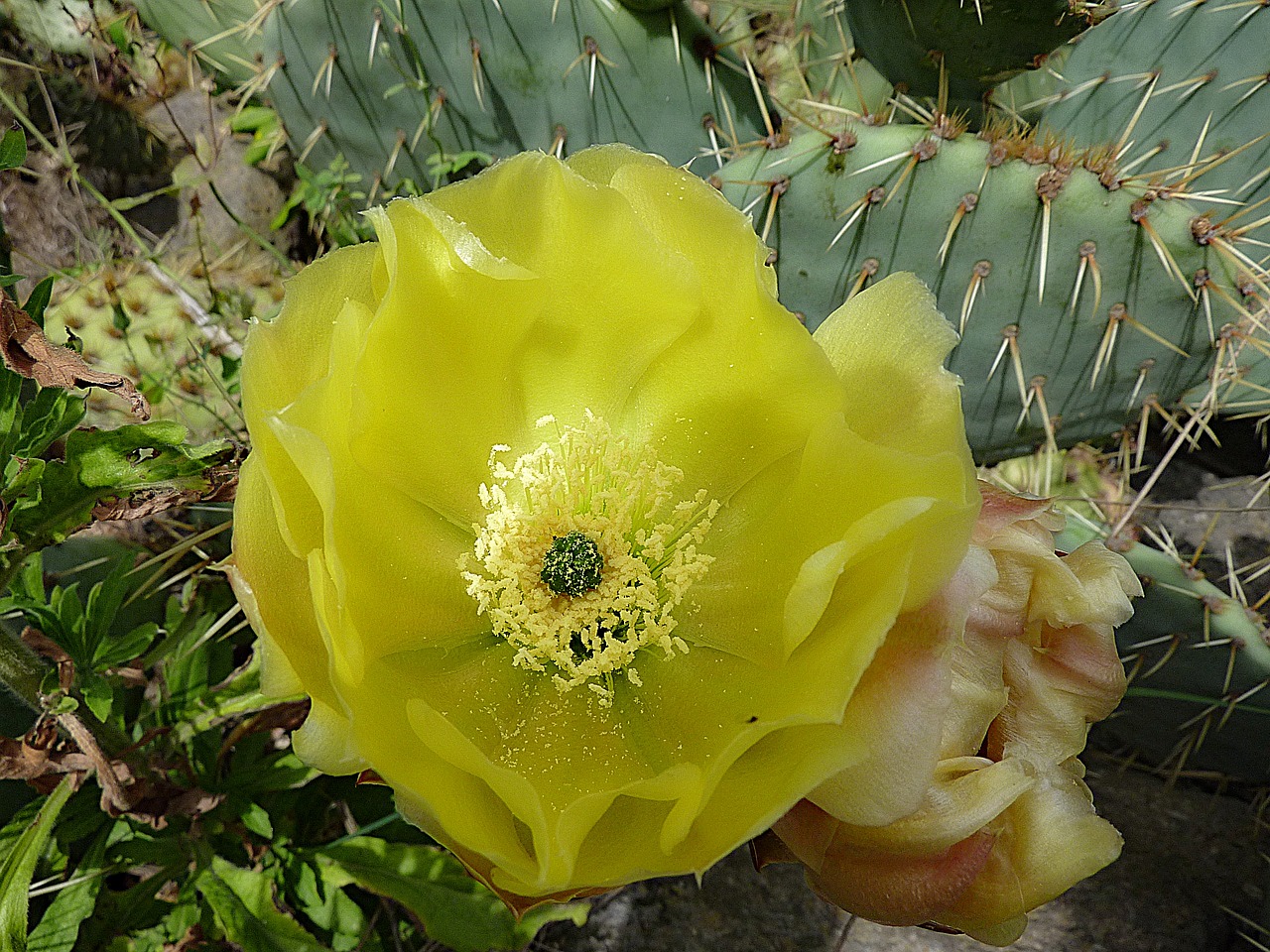 cactus green botany free photo