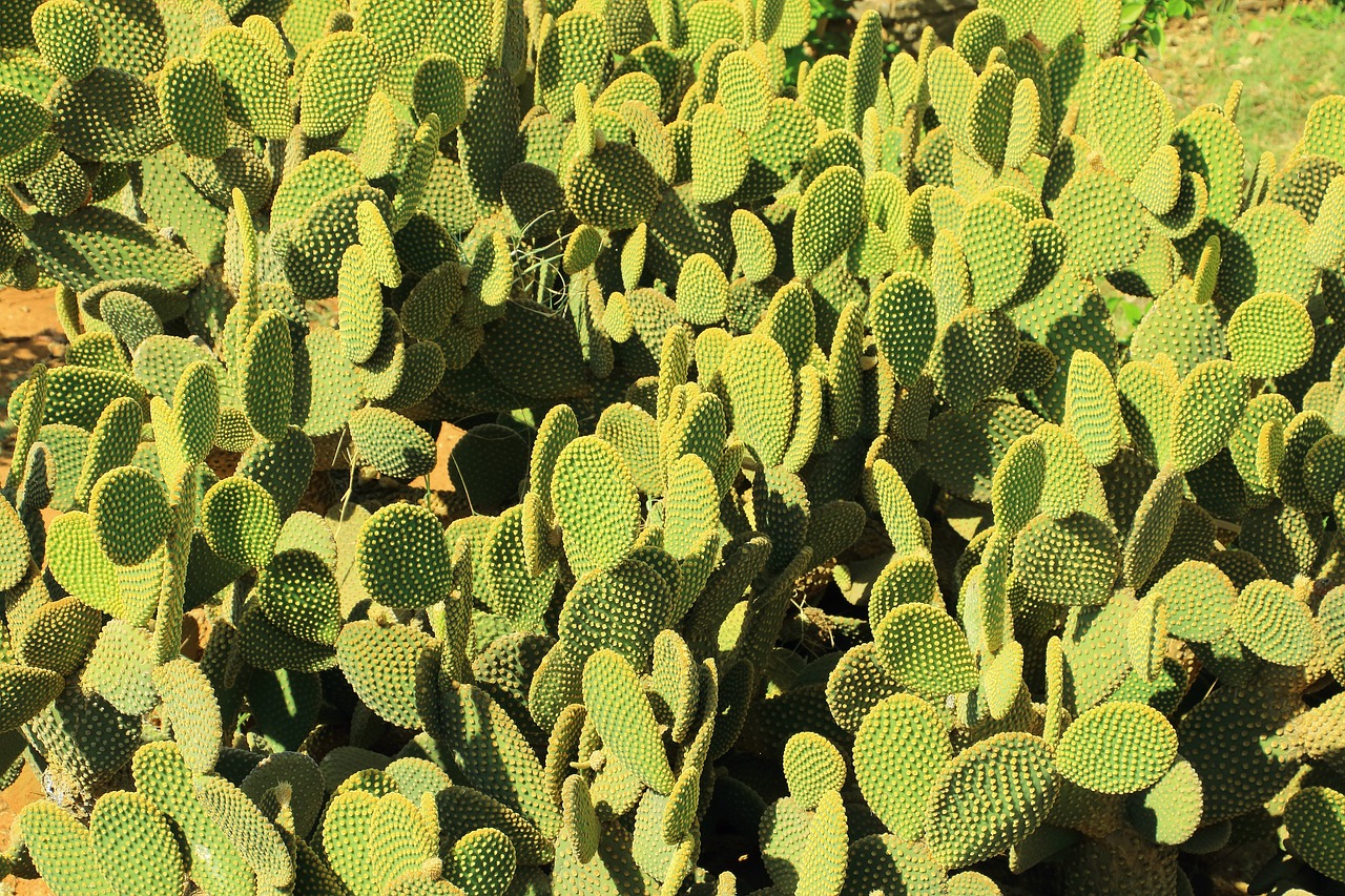 cactus desert prickly free photo