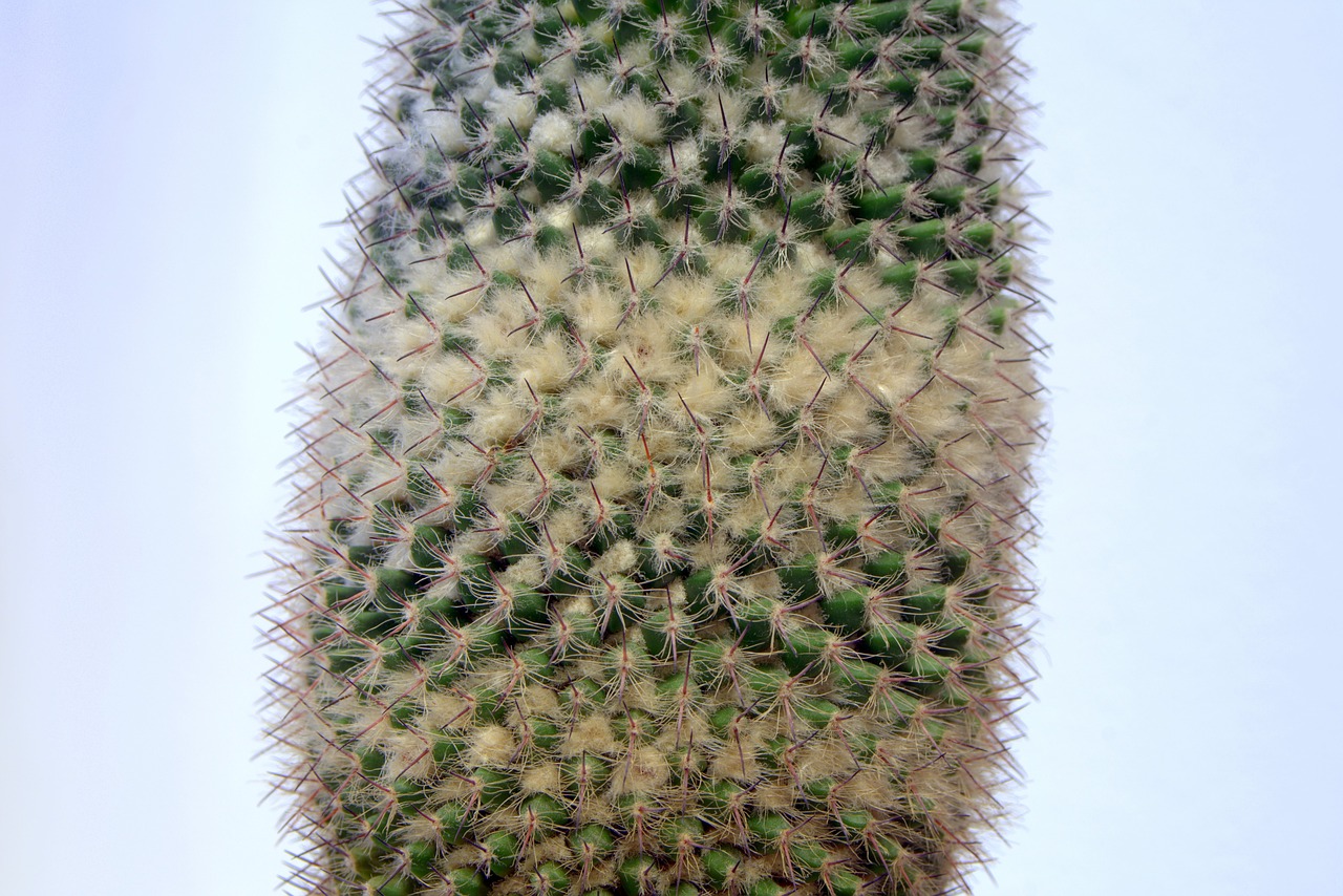 cactus spikes down free photo