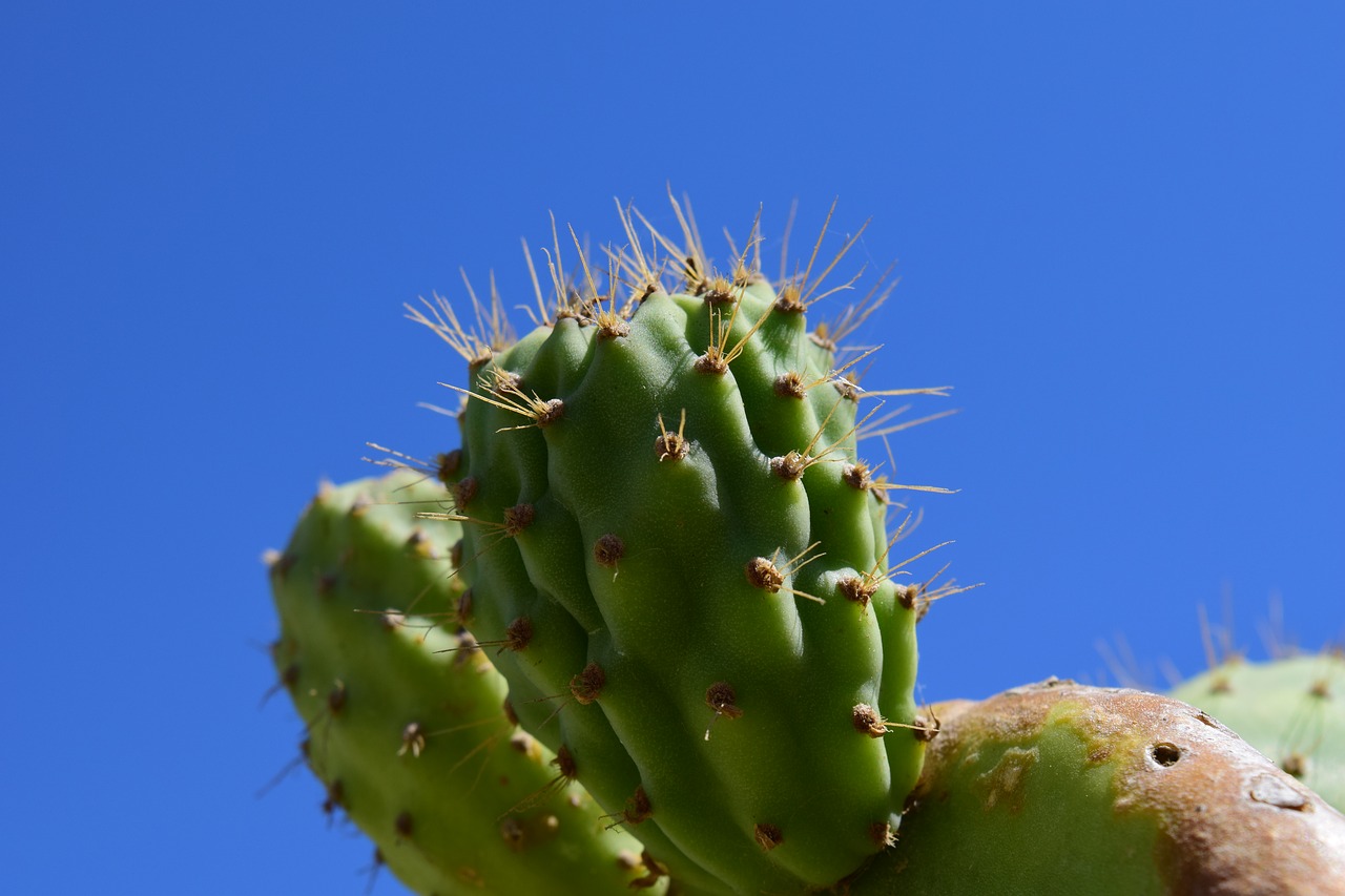 cactus prickly pear cactus greenhouse free photo