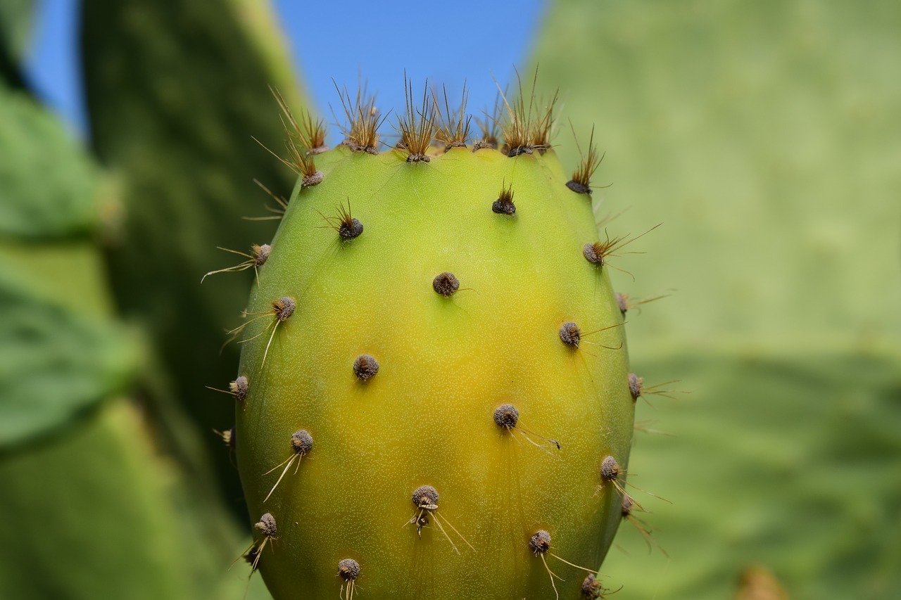cactus prickly pear cactus greenhouse free photo