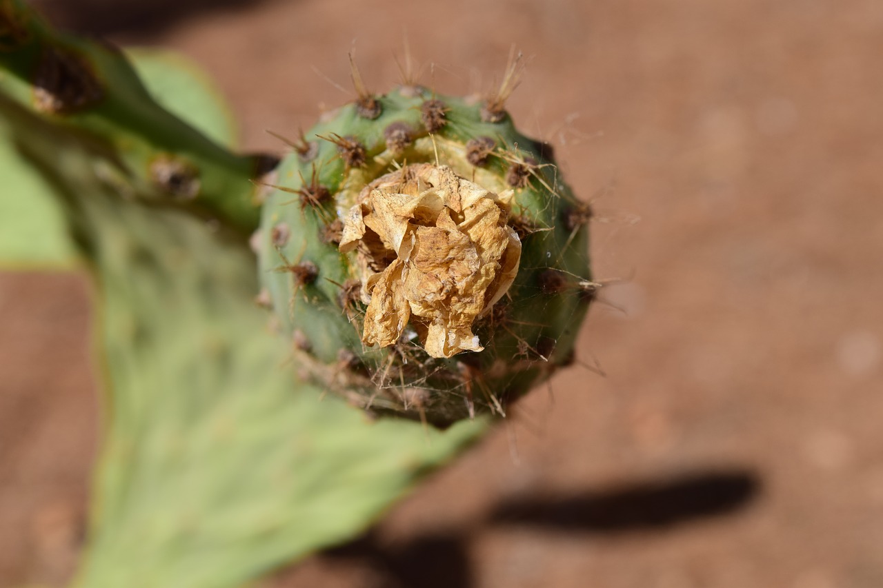 cactus prickly pear cactus greenhouse free photo