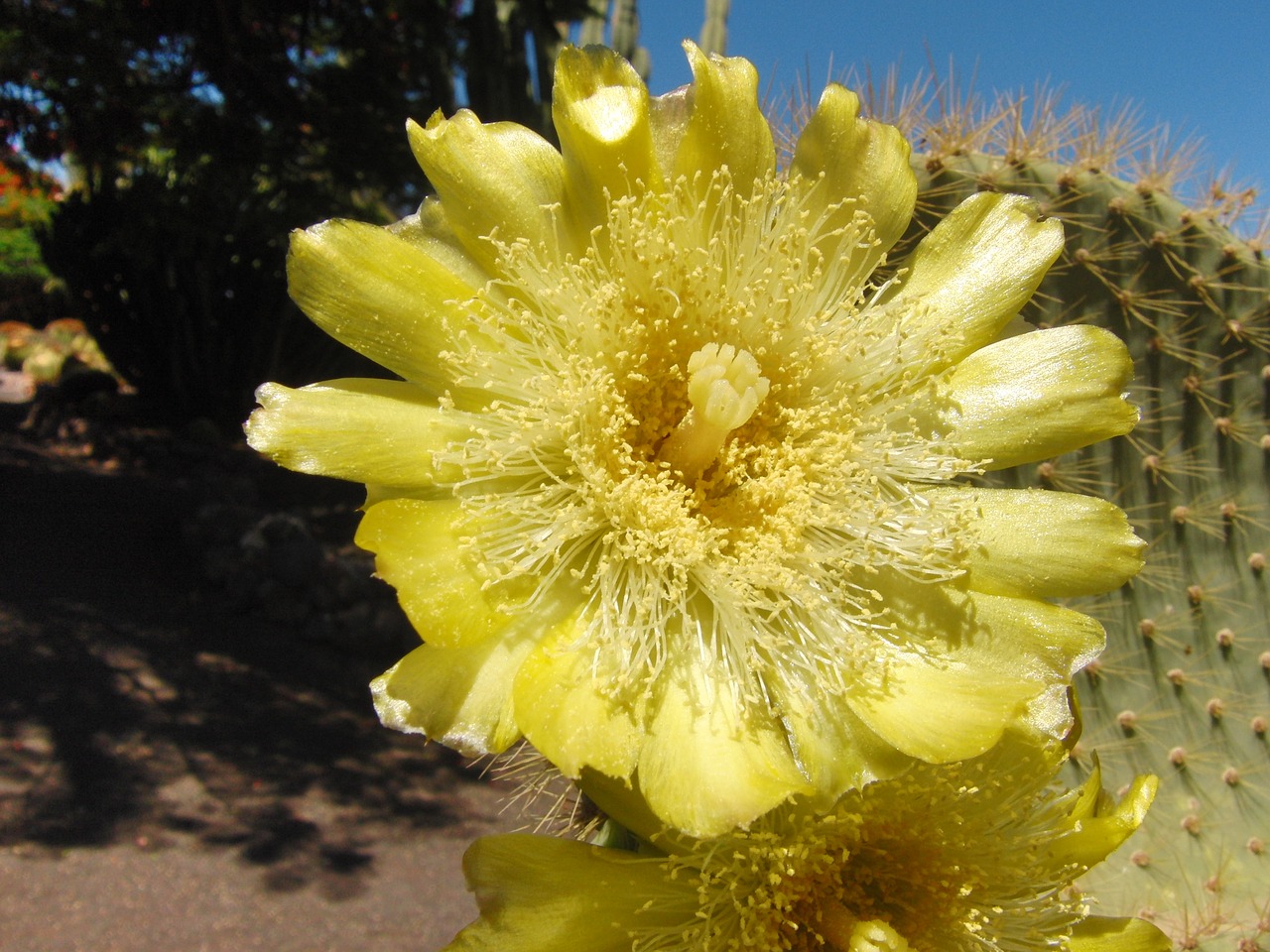 cactus blossom bloom free photo