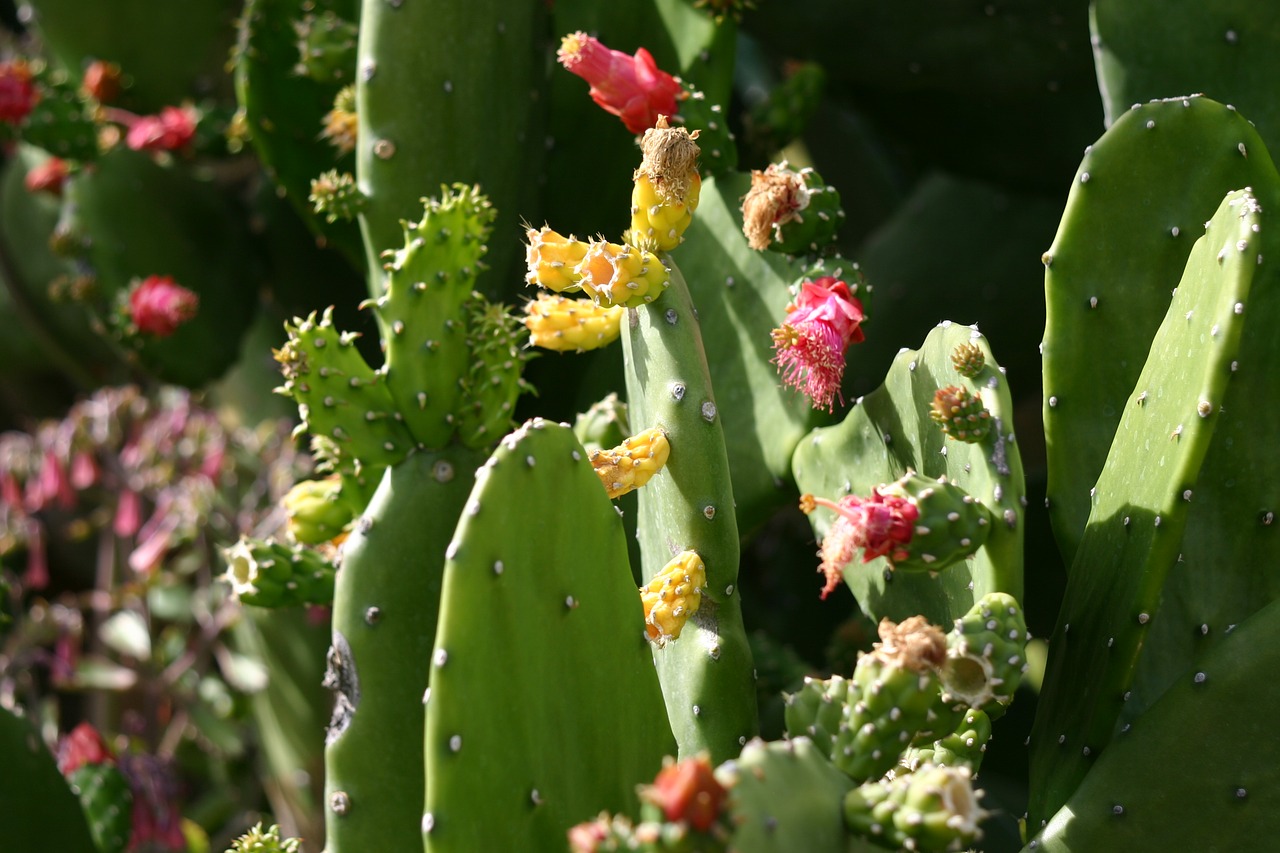 cactus nature succulent free photo