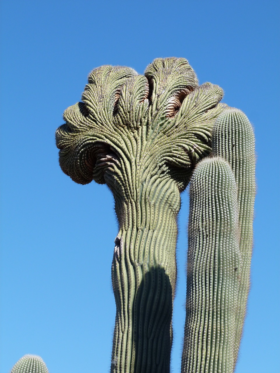 cactus nature arizona free photo