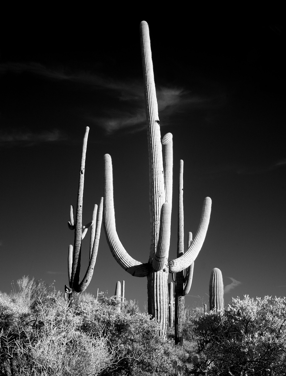 cactus sw black and white free photo