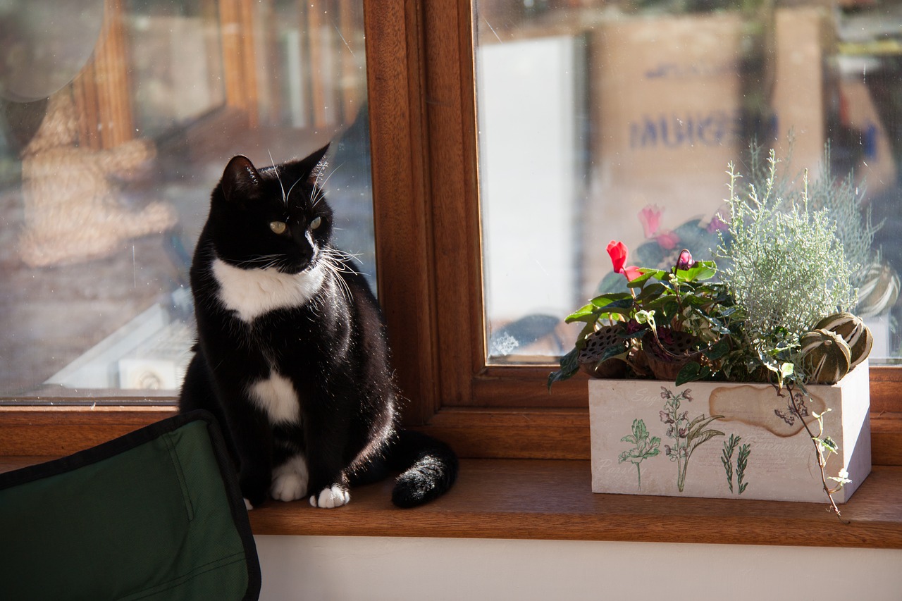 cat window sill window free photo