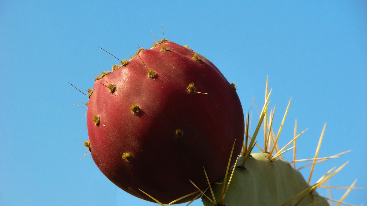 cactus plant fruit free photo