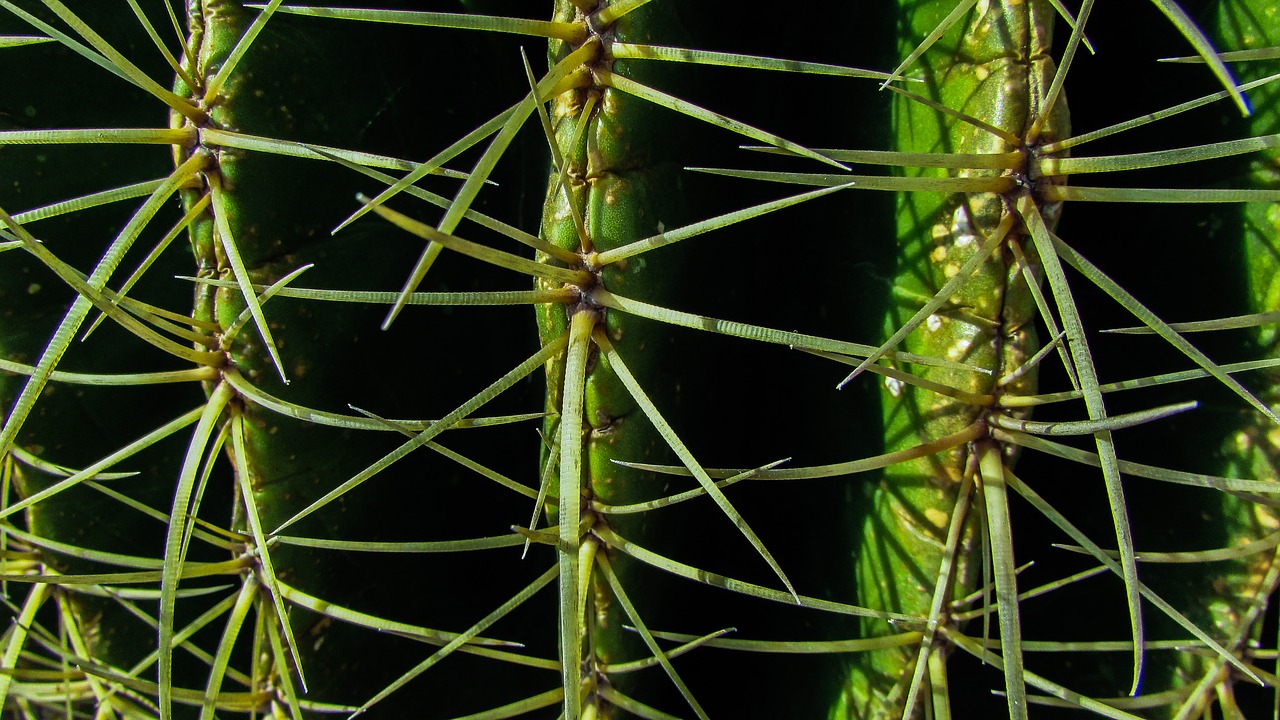 cactus thorns sharp free photo