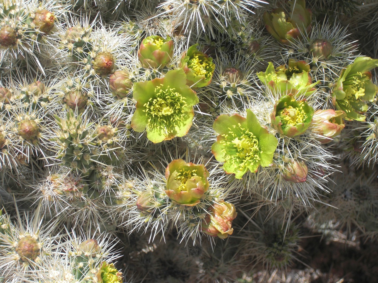 cactus joshua tree national park rocks free photo