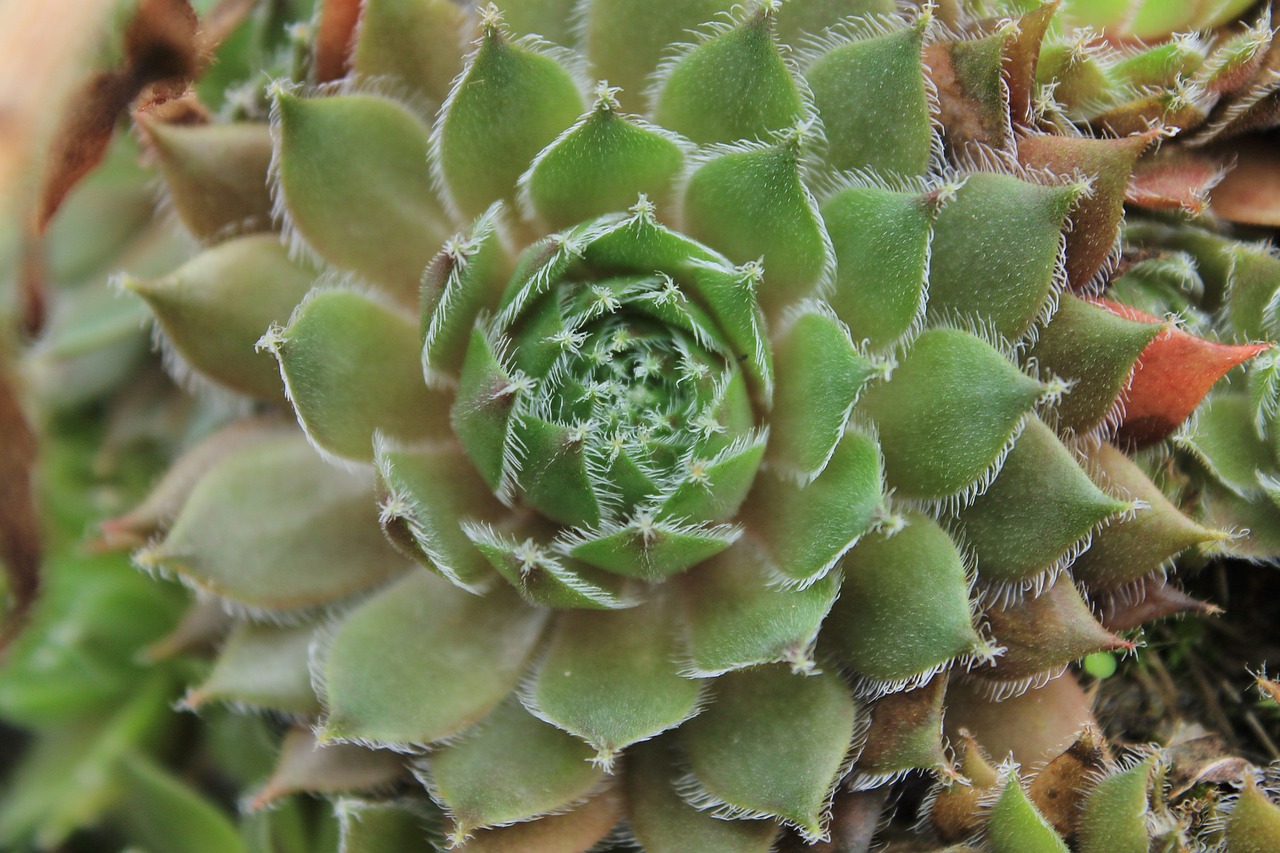 cactus plant nature free photo