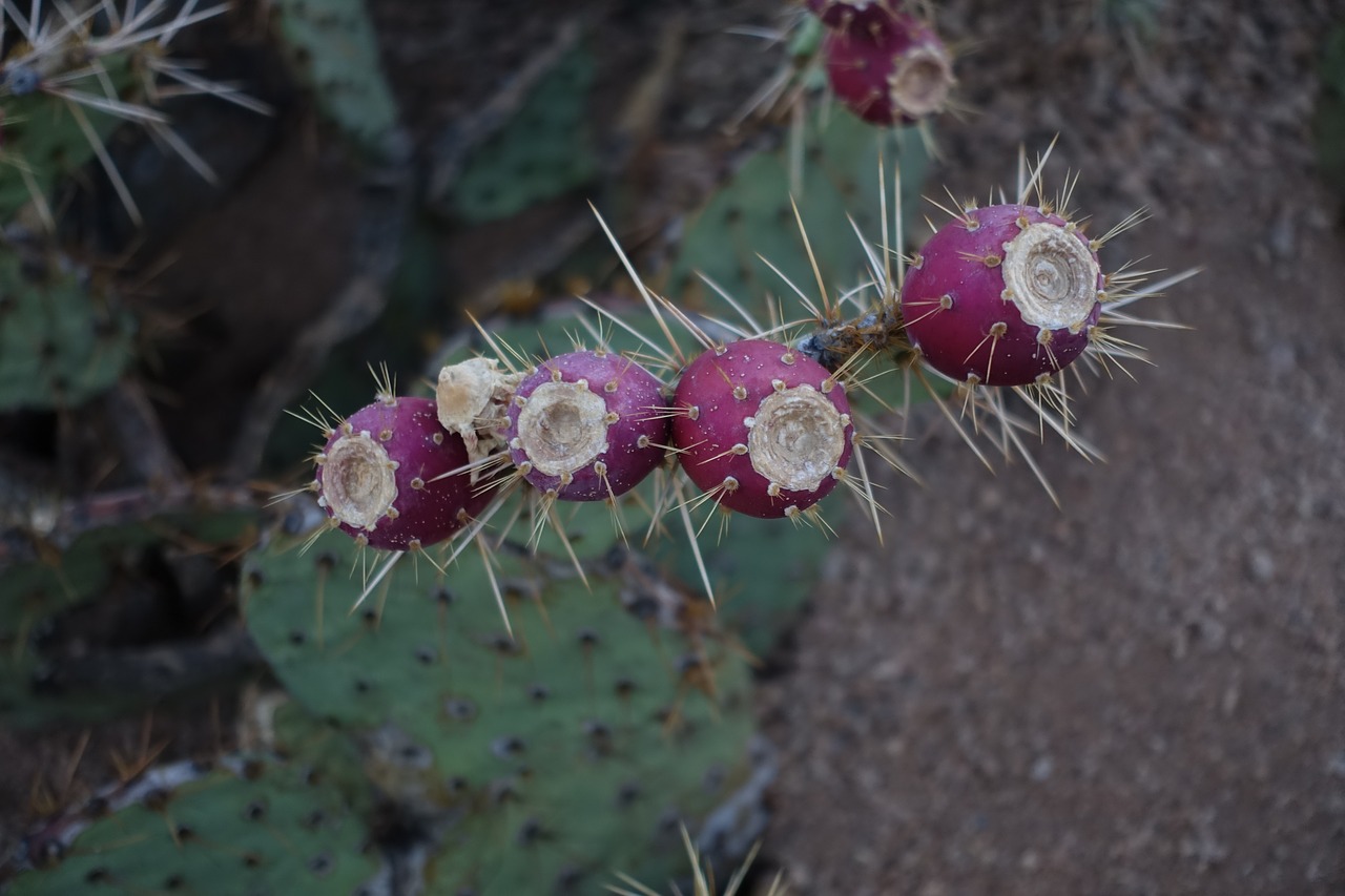 cactus bloom desert free photo