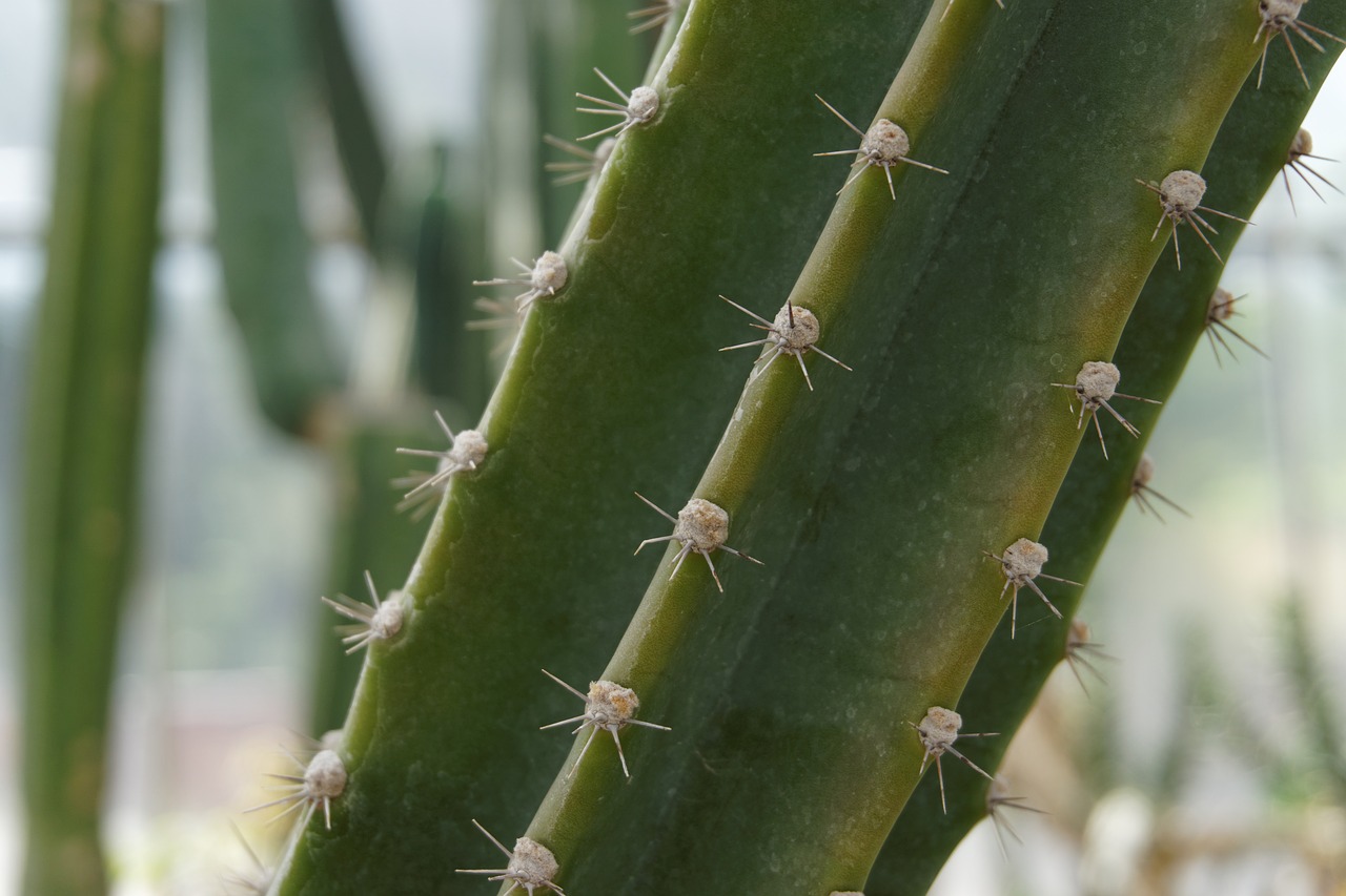 cactus nature spikes free photo