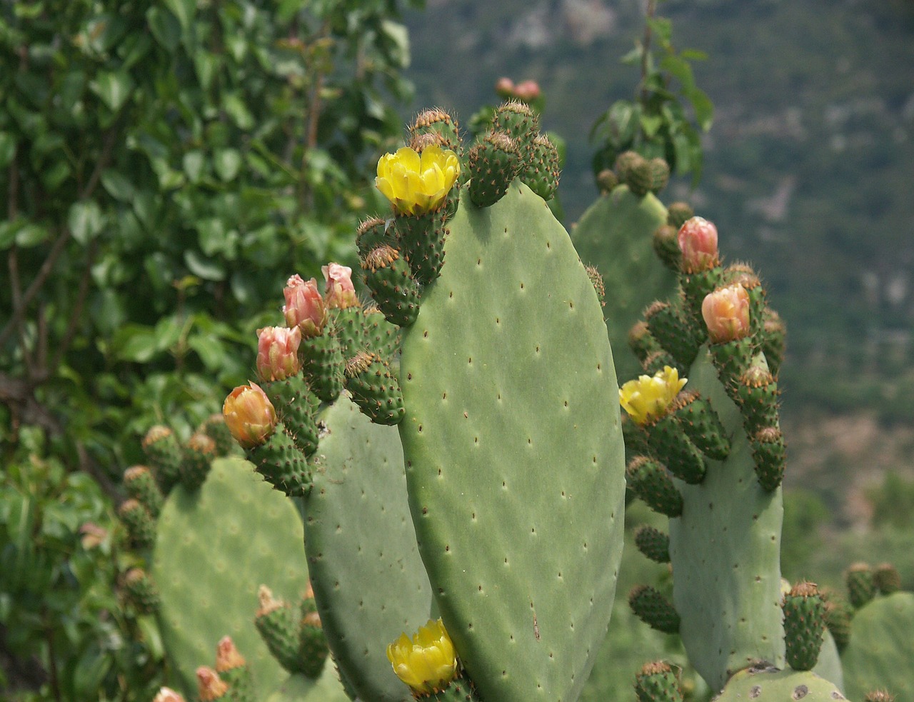 cactus blossom bloom free photo