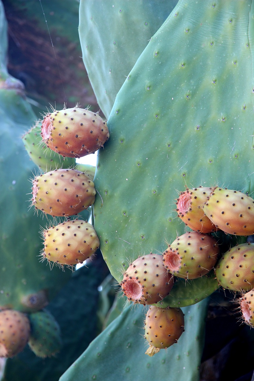 cactus prickly pear plant free photo