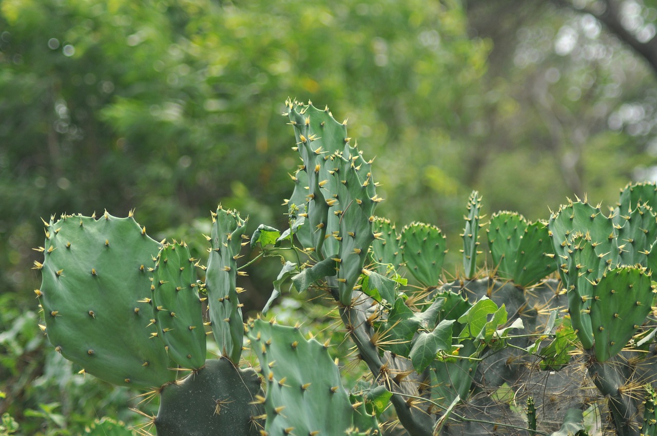 cactus plants nature free photo