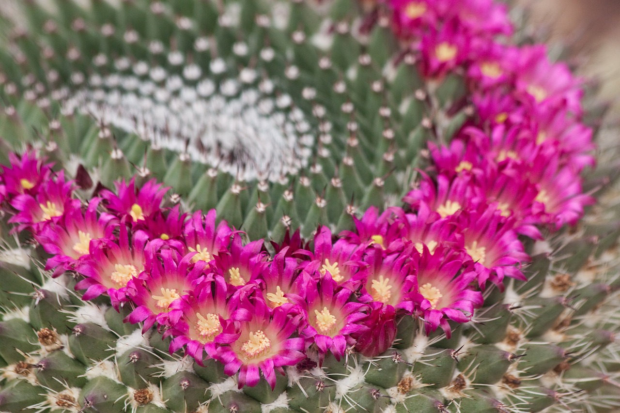 cactus bloom lush free photo