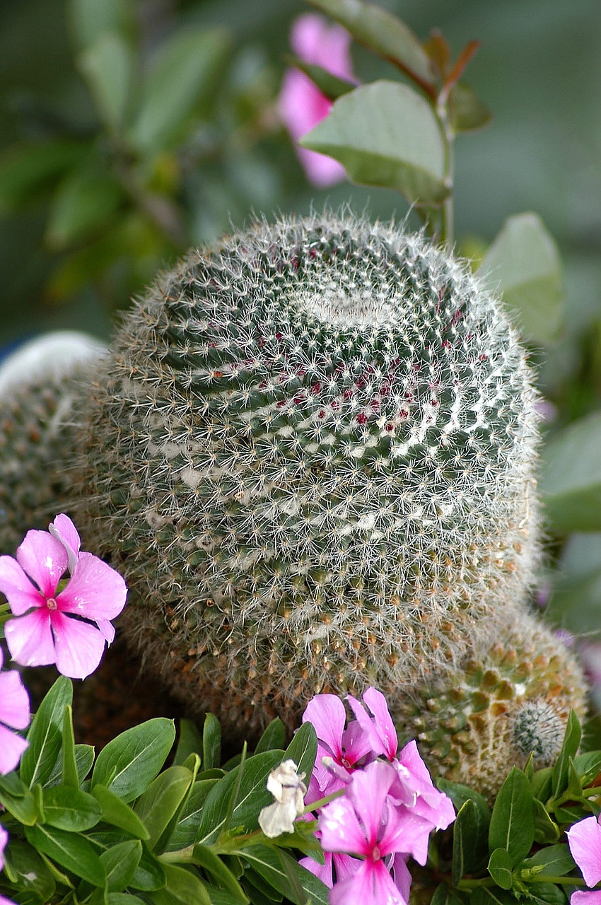 cactus flowers botanical garden free photo