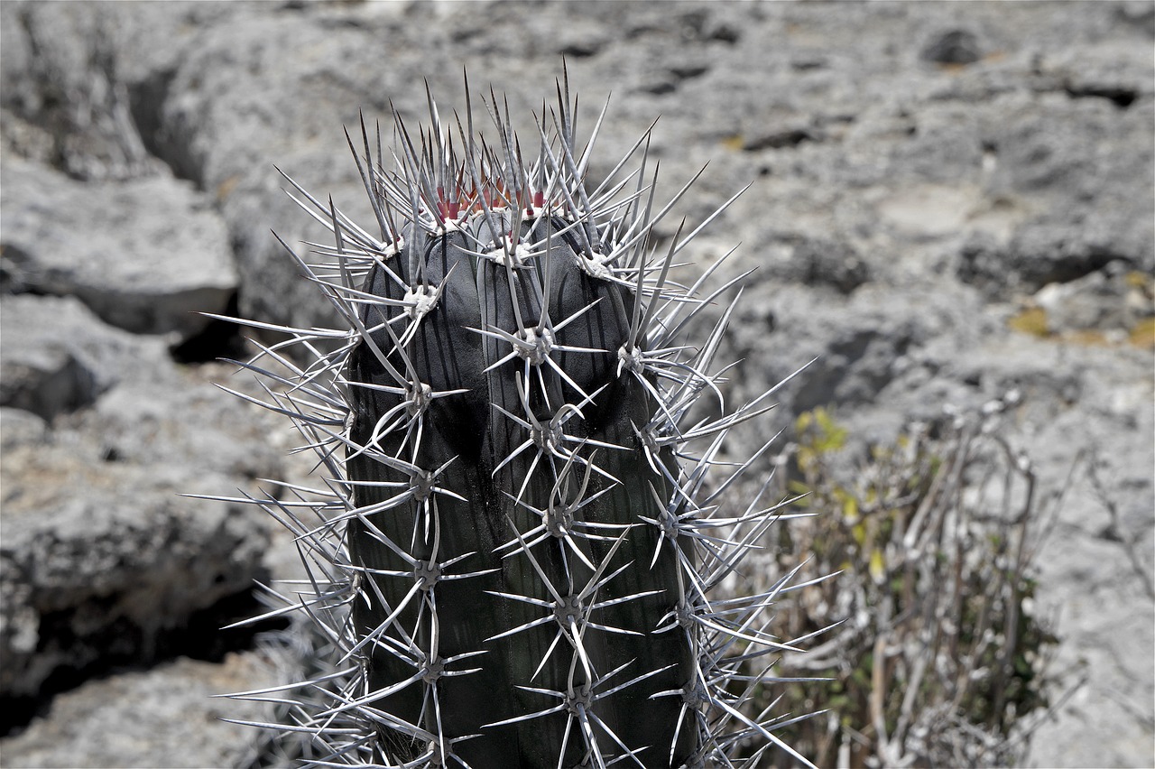cactus spines landscape free photo