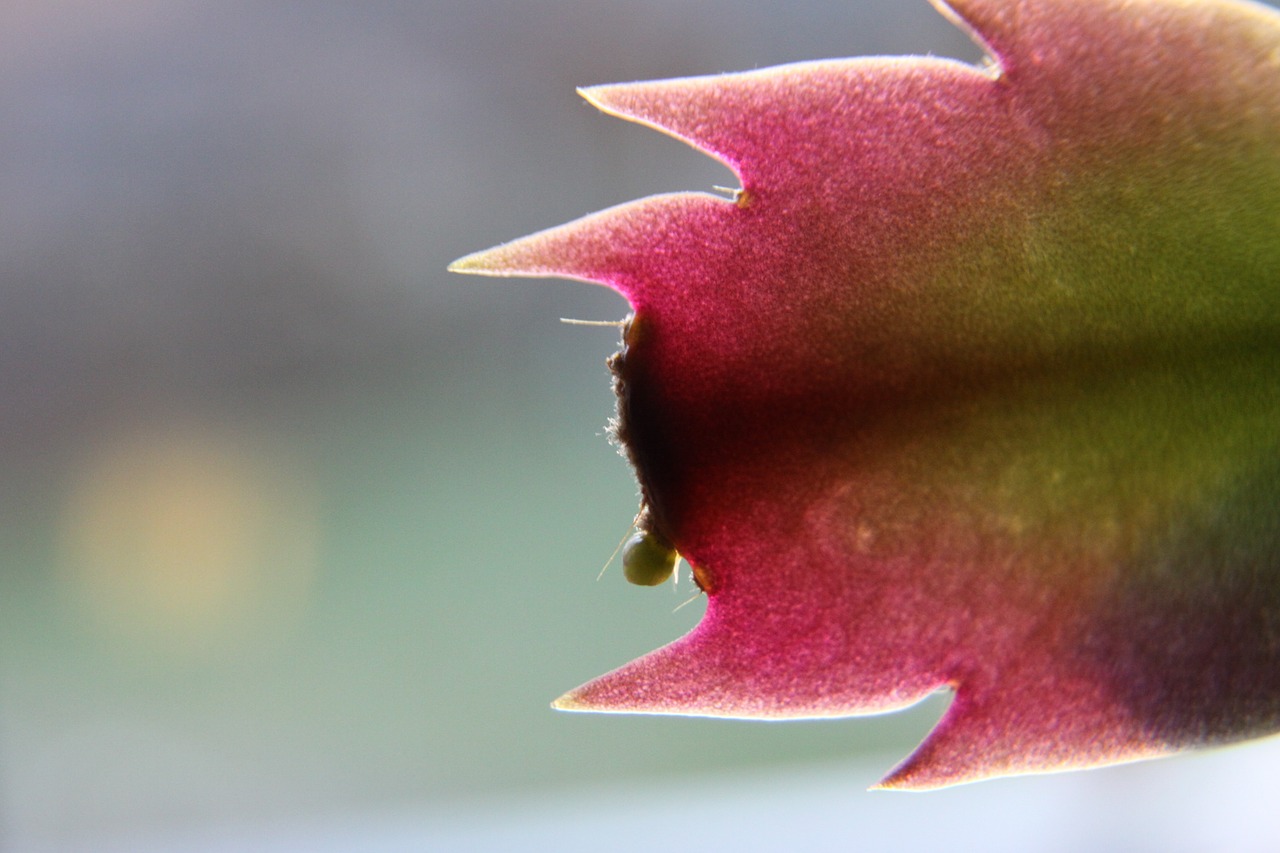 cactus flower plant free photo