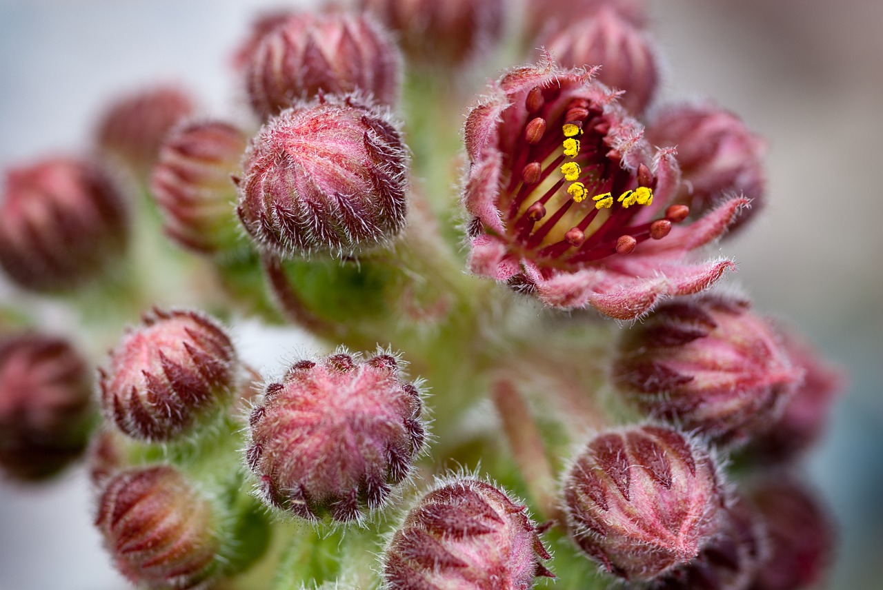 cactus bloom plant free photo