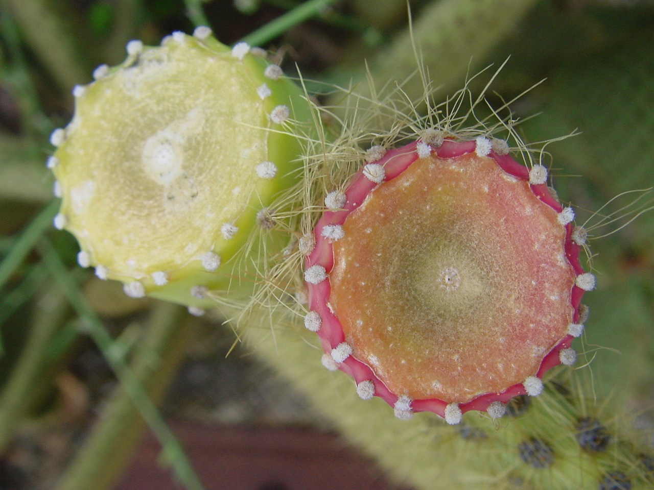 cactus nearby mediterranean free photo