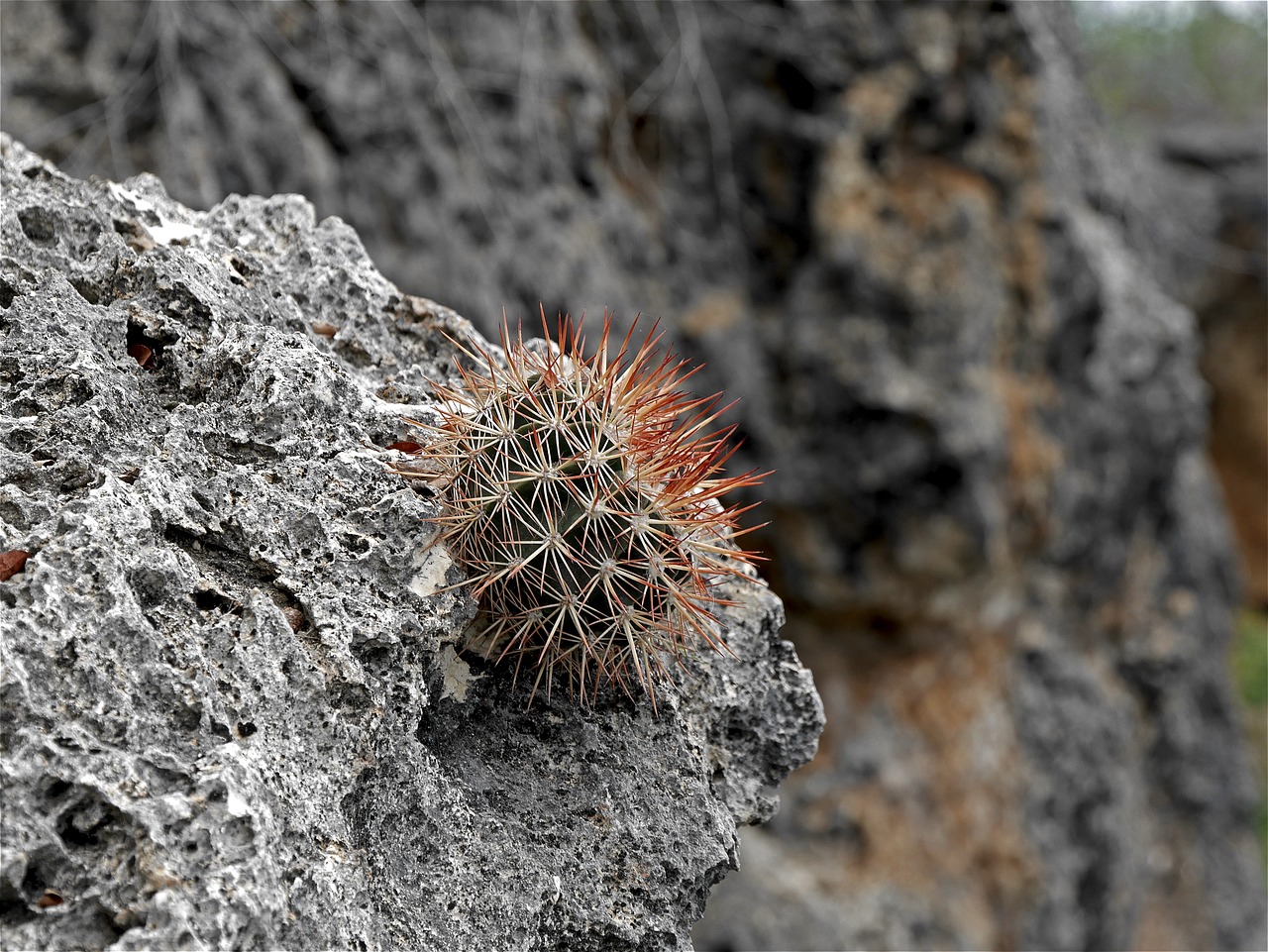 cactus nature cactus flowers free photo