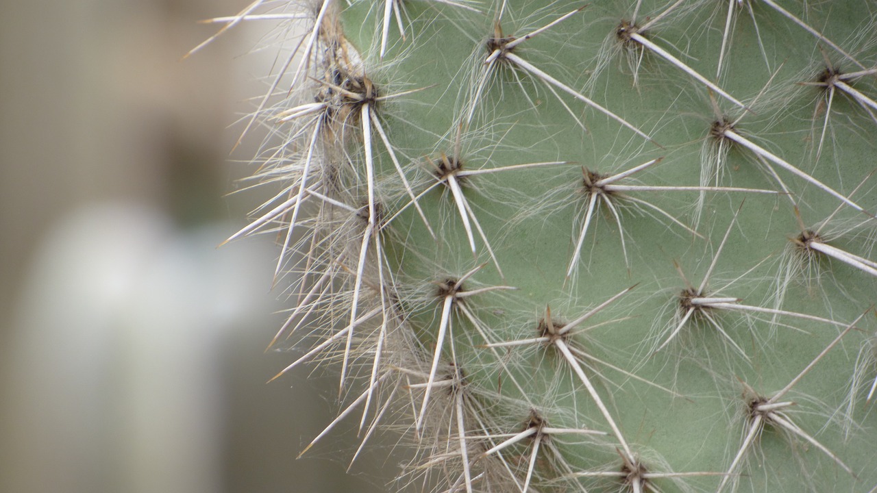 cactus macro flower free photo