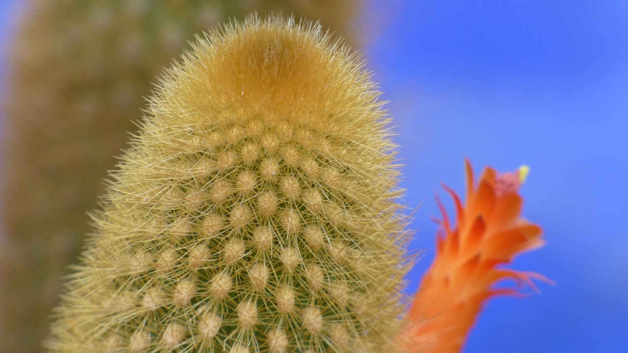 cactus landscape plant free photo