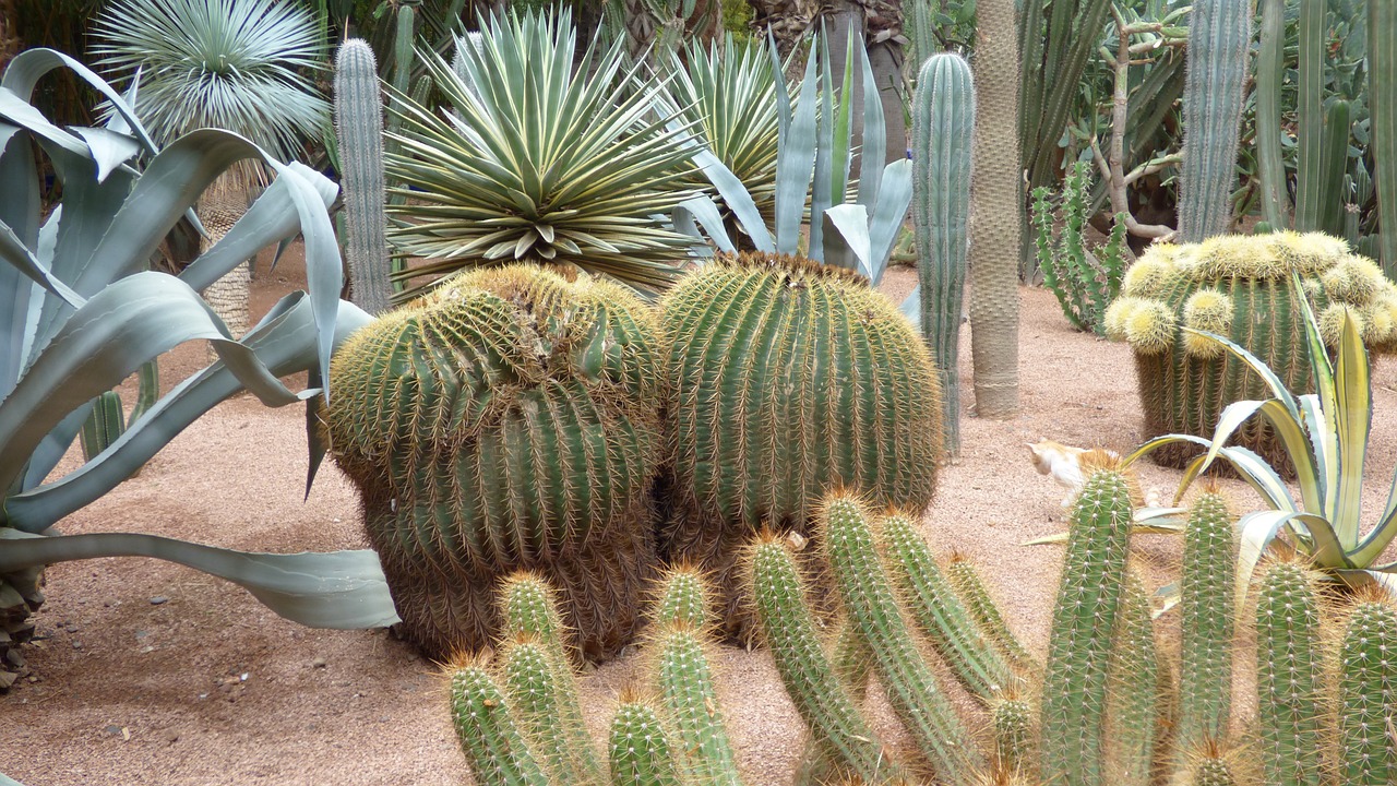 cactus marrakech plant free photo