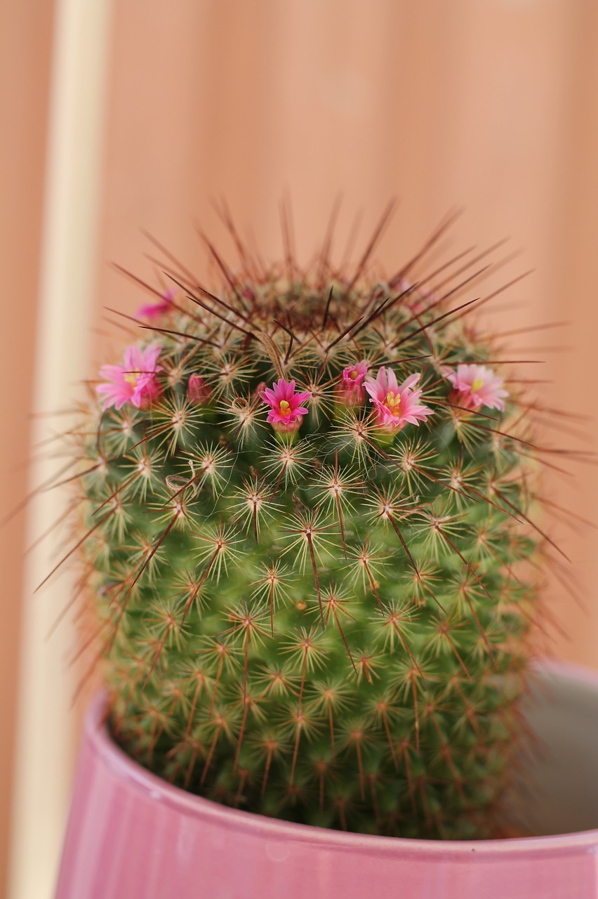 cactus nature thorns free photo