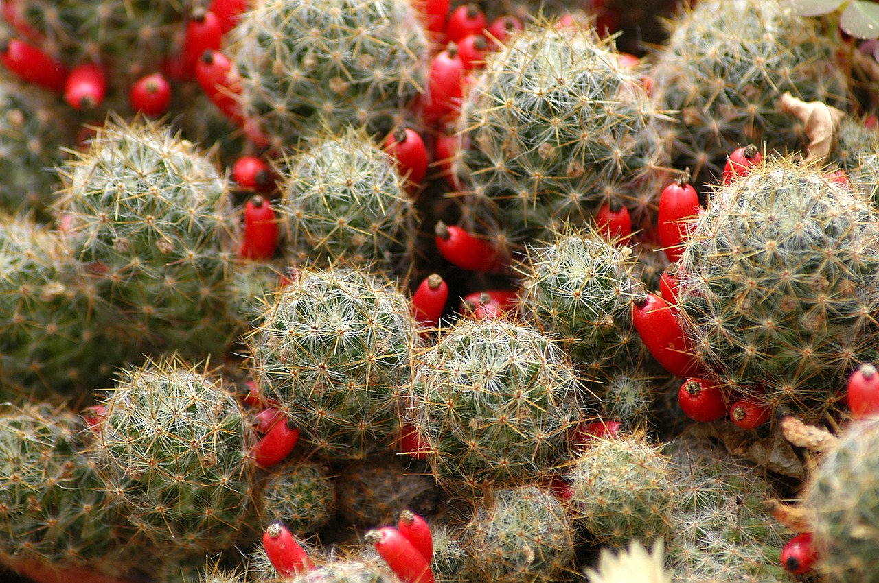 cactus flowers plants free photo