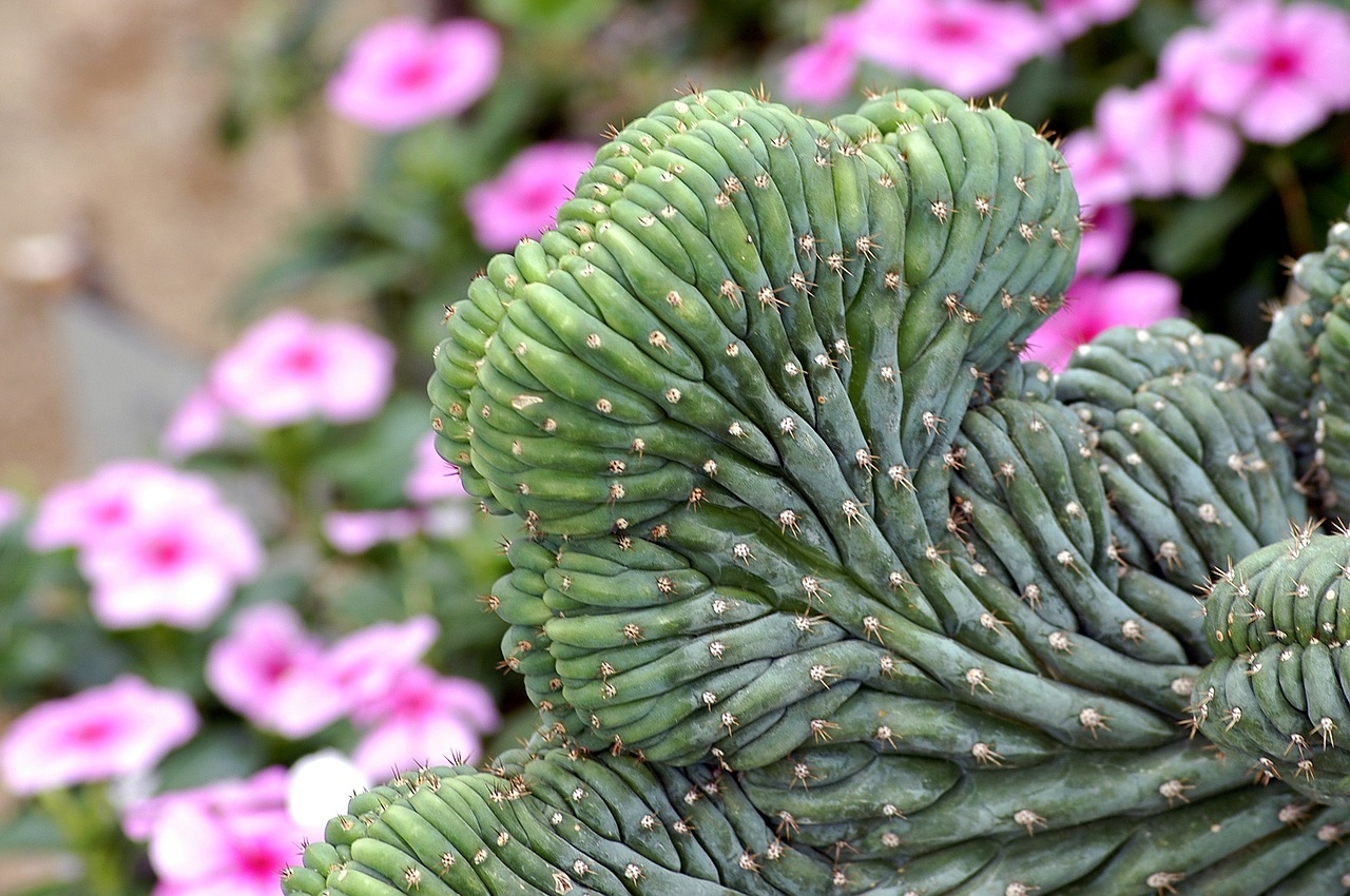 cactus flowers plants free photo