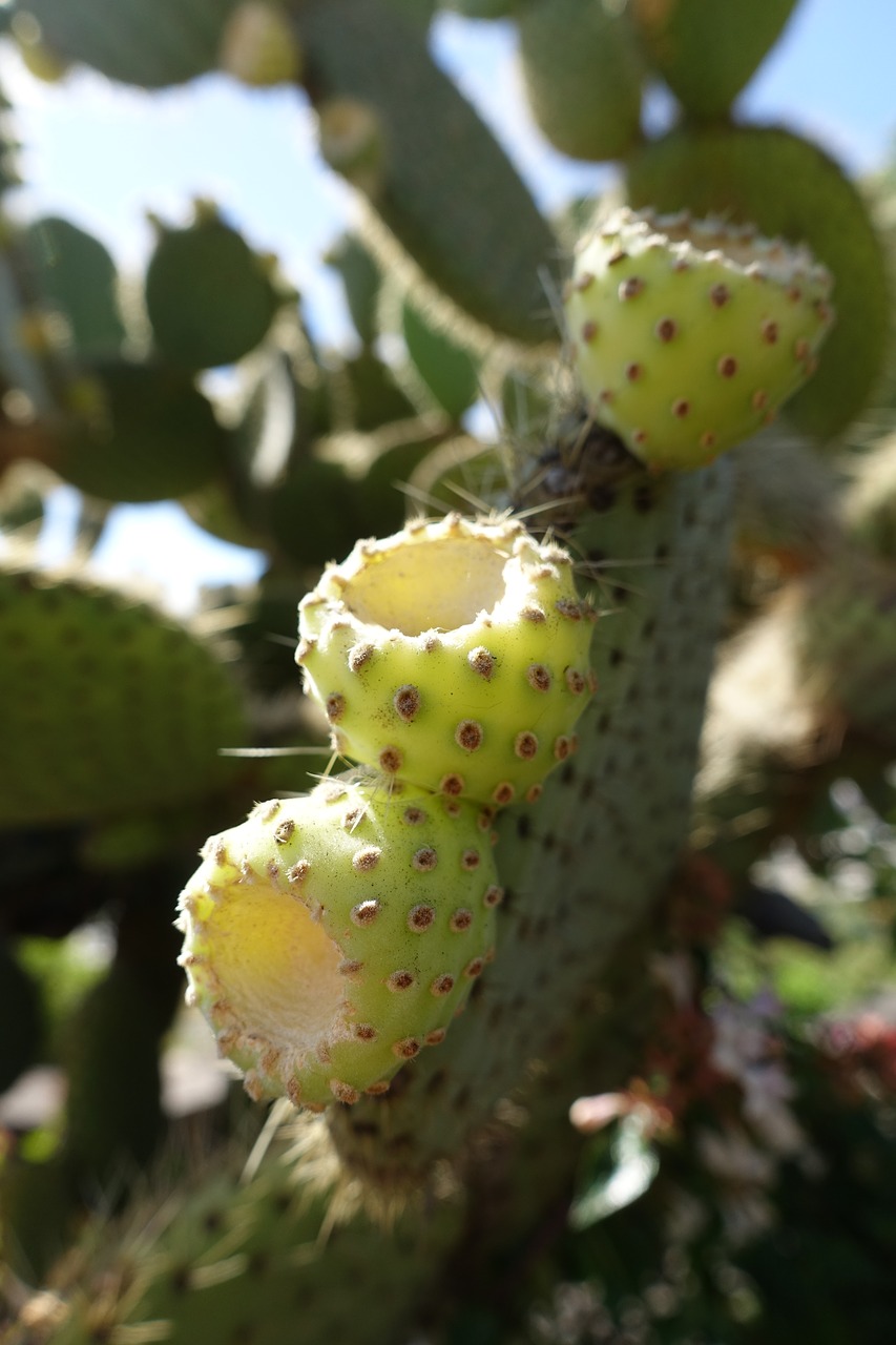 cactus madeira portugal free photo