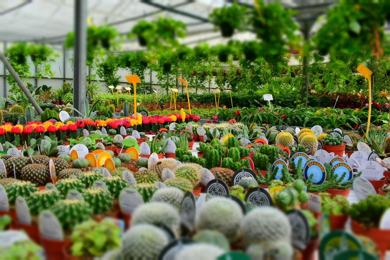 cactus aloe vera nursery free photo