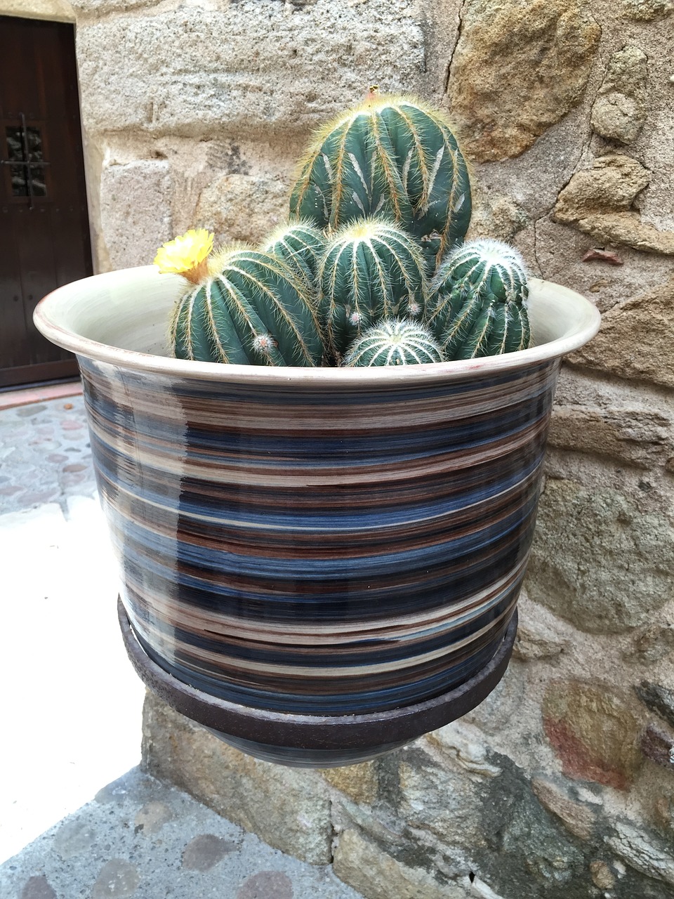 cactus pottery garden free photo