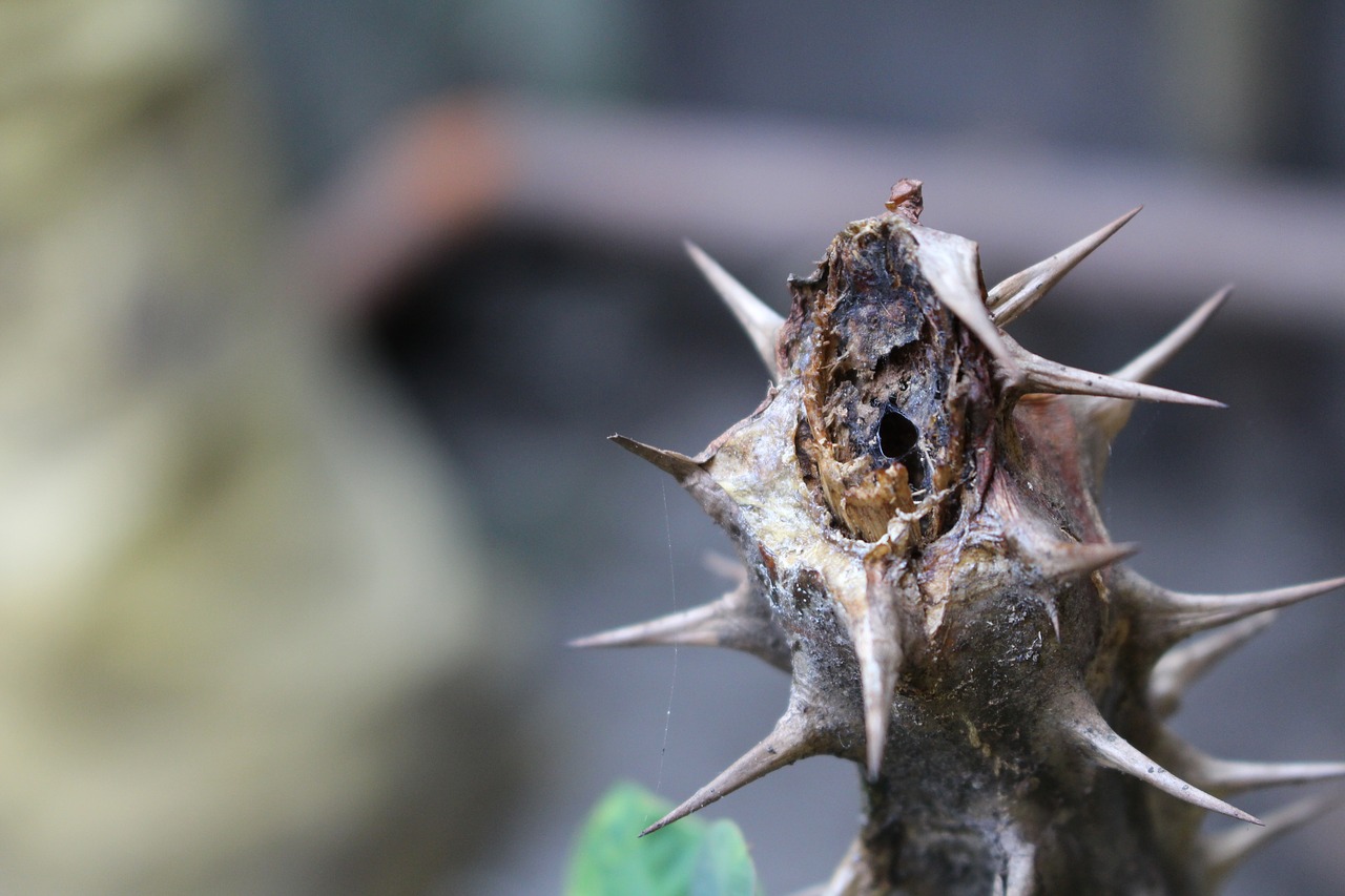 cactus warm photo free photo