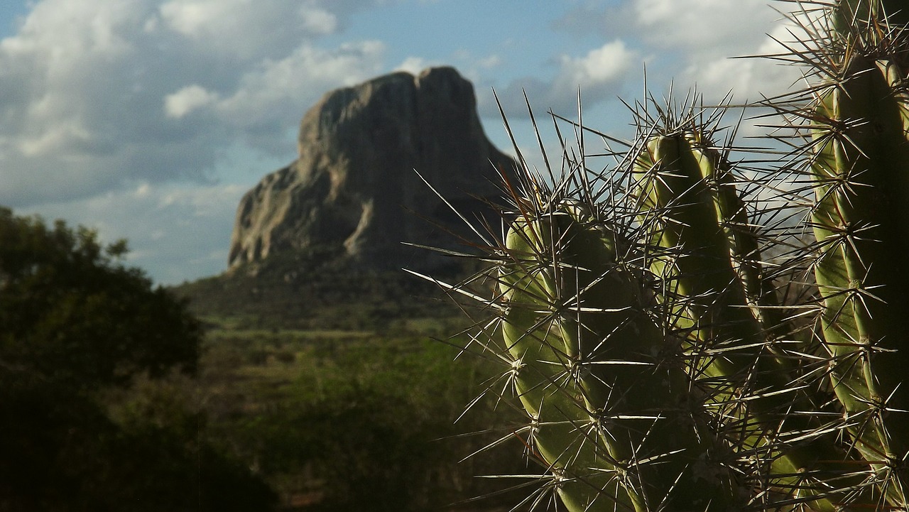 cactus serra mountain free photo