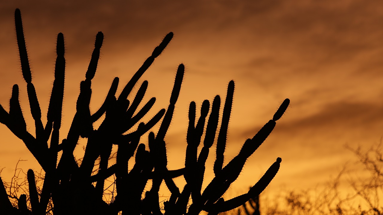 cactus serrated sol free photo