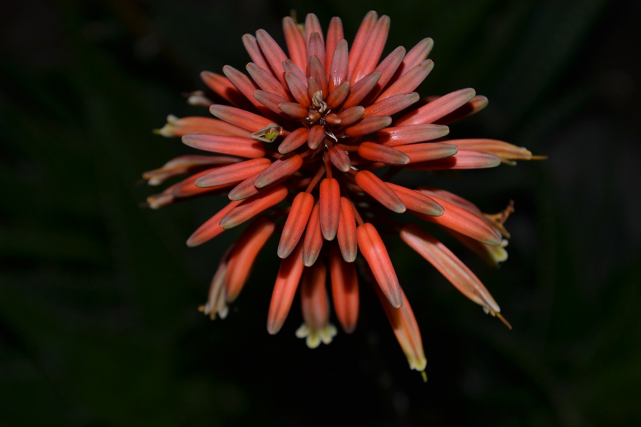 cactus flower cactus flower free photo