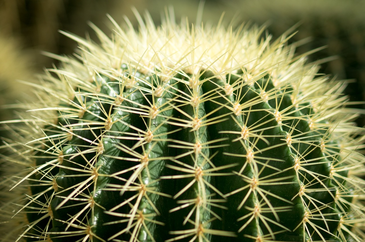 cactus spine needle free photo