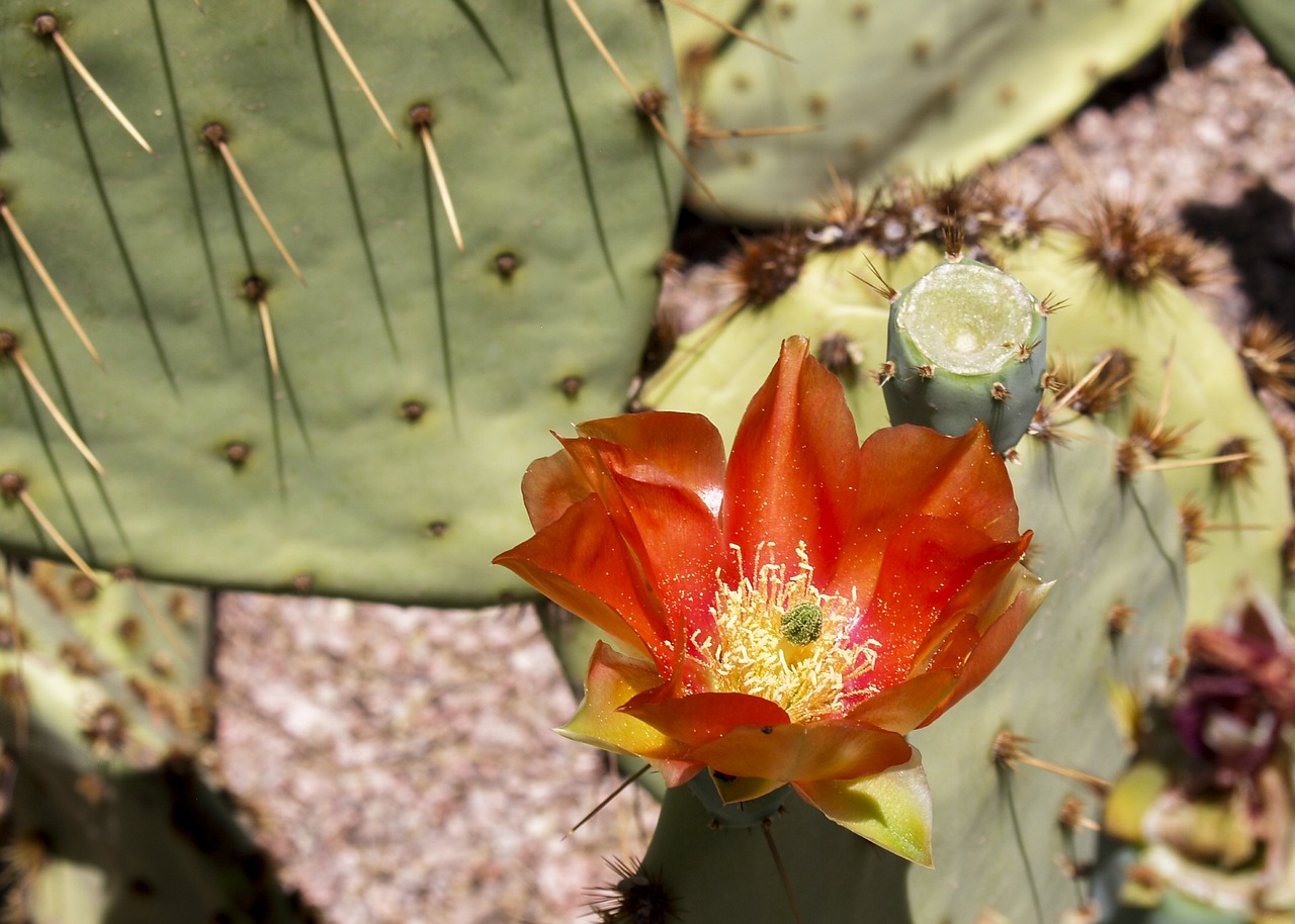 cactus red blossom free photo